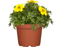 Balkon aranya (Bidens) Balkon aranya (Bidens)