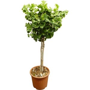 GROW by OBI Mariken páfrányfenyő cserépben, kb. 60 cm magas.
