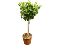 OBI páfrányfenyő OBI páfrányfenyő