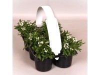 Mézvirág (Lobularia) 10-es pack kiszerelésben kültéri kerti virágzó