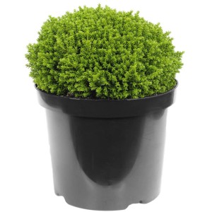 Hebe cserjés veronika 12 cm-es cserépben, zöld őszi növény a kertbe.