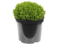 OBI veronikacserje cserépátmérő: kb. 12 cm Hebe OBI veronikacserje cserépátmérő: kb. 12 cm Hebe