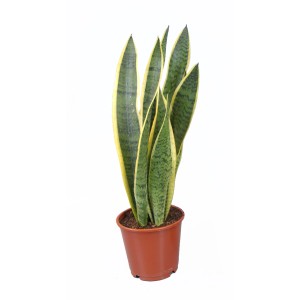 Szanzavéra barna cserépben, kb. 10,5 cm-es cserépátmérővel, zöld szobanövény.