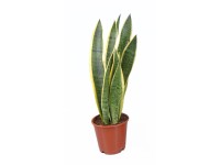 Anyósnyelv cserépátmérő kb. 10,5 cm Sansevieria trifasciata