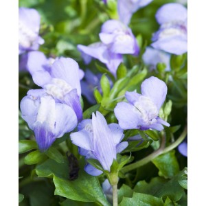 Kék ajakosfű (Mazus reptans) 9 cm-es cserépben, szőnyegszerű tóparti növény.
