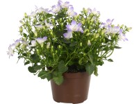 Harangvirág Harangvirág