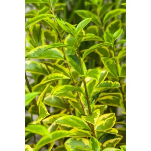 Közelkép a GROW by OBI arany Ligustrum Aureumról zöld-sárga levelekkel.