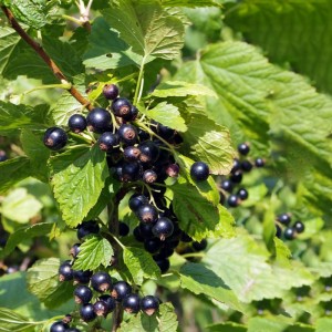 Fekete ribiszke (Ribes nigrum) érett, sötét bogyókkal és zöld levelekkel.