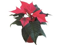 Mikulásvirág 9 cm-es cserépben