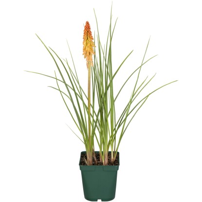 OBI fáklyaliliom cserépátmérő: kb. 19 cm Kniphofia