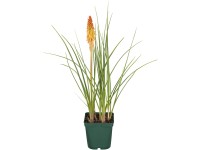 OBI fáklyaliliom cserépátmérő: kb. 19 cm Kniphofia