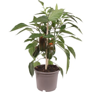 GROW by OBI Snackpaprika Piros Pick & Joy cserépben, kb. 30-35 cm magas, zöld és piros paprikákkal.