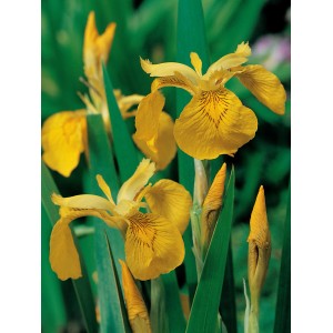 Sárga nőszirom (Iris pseudacorus) cserépben, ideális kerti tavakhoz és vizes élőhelyekhez.