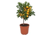 Citrusfácska törzzsel narancs cserépátmérő: kb. 20 cm Citrusfácska törzzsel narancs cserépátmérő: kb. 20 cm