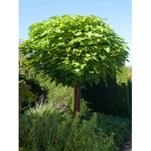 GROW by OBI gömb szivarfa (Catalpa), kb. 110 cm magas, zöld koronával a kertben.