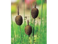 OBI apró gyékény barna cserépméret: kb. 18 cm x 18 cm Typha minima OBI apró gyékény barna cserépméret: kb. 18 cm x 18 cm Typha minima