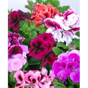 Angol muskátli (Pelargonium grandiflorum) különböző színekben cserépben.