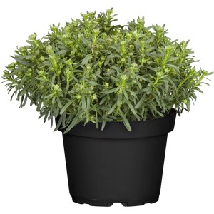 Örökzöld tatárvirág (Iberis) cserépben, kb. 10-20 cm magas. Ideális sziklakertekbe.