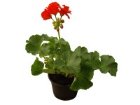 Muskátli Pelargonium 9 cm Muskátli Pelargonium 9 cm