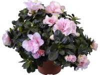 Szobai azálea mix cserépátmérő: kb. 12 cm