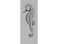Komar nemszőtt fotótapéta Seahorse Panel 100 cm x 250 cm 100 cm x 250 cm Komar nemszőtt fotótapéta Seahorse Panel 100 cm x 250 cm 100 cm x 250 cm