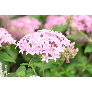 Közelkép a rózsaszín virágú GROW by OBI Ötszirmú virágról (Pentas lanceolata).