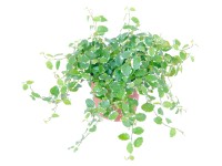 Sunny kapaszkodó fikusz cserépátmérő: kb. 10 cm