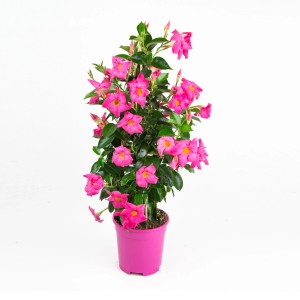 Rózsaszín Dipladenia Sundevillea piramis cserépben, kb. 60-80 cm magas.