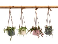 Kerámia függő virágtartó levéldísznövénnyel válogatás cserépátmérő: kb. 6 cm Kerámia függő virágtartó levéldísznövénnyel válogatás cserépátmérő: kb. 6 cm