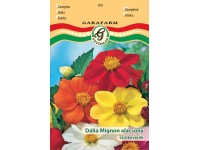 Dália színkev. vetőmag