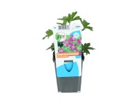 OBI mocsári gólyaorr rózsaszín cserépátmérő: kb. 9 cm Geranium palustre OBI mocsári gólyaorr rózsaszín cserépátmérő: kb. 9 cm Geranium palustre