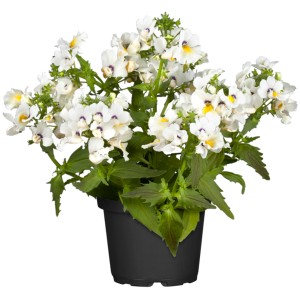 GROW by OBI Elfenspiegel cserépben, fehér Nemesia sárga akcentussal. Ágyásnövény napos helyekre.