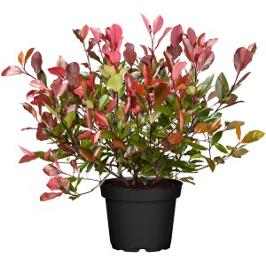 Fényeslevelű madárbirs Pink Marble cserépben, kb. 30-40 cm magas. Örökzöld cserje rózsaszín új hajtásokkal.