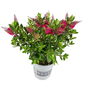 Cserepes All Blooms bokros veronika, Hebe andersonii rózsaszín virágokkal és zöld levelekkel.