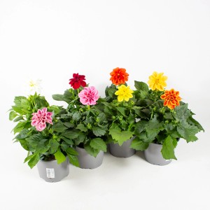 Különböző színű dáliák cserépben, Grow by OBI, kb. 13 cm-es cserépátmérő. Álló növények erkélyre és kertbe.