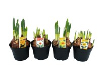 Nagykoronájú nárcisz 12 cm-es cserépben