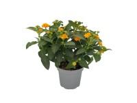 GROW by OBI sétányrózsa narancssárga mag. 15 cm cserép 12 cm Lantana camara GROW by OBI sétányrózsa narancssárga mag. 15 cm cserép 12 cm Lantana camara
