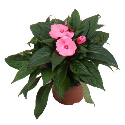 GROW by OBI nebáncsvirág magasság kb. 55 cm cserépátmérő kb. 13 cm