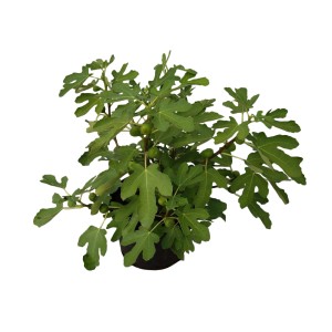 Fiatal fügefa (Ficus carica) cserépben, zöld levelekkel és apró gyümölcsökkel.