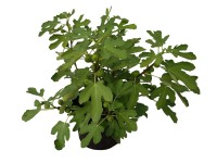Füge Ficus carica 1,5 l Füge Ficus carica 1,5 l