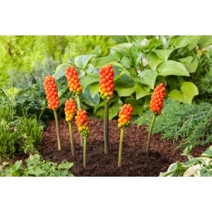 Olasz kontyvirág (Arum italicum) piros bogyókkal a kertben. Dísztó növény.