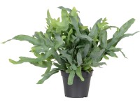 Narancspöttyös páfrány 