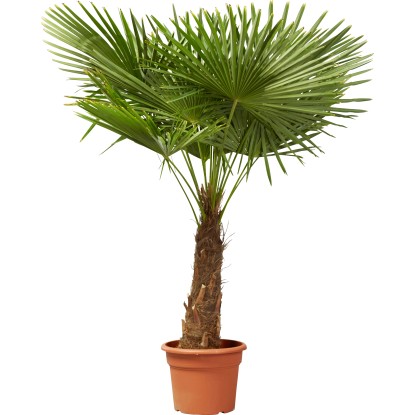 Kínai kenderpálma (Trachycarpus fortunei)