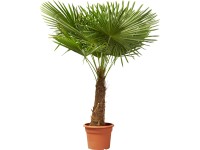 Kínai kenderpálma (Trachycarpus fortunei)