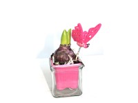 Jácint üvegtartóban dekorral