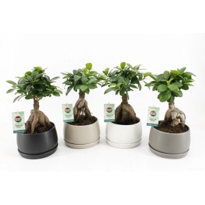 Bonsai Ficus Ginseng kerámia cserépben, különböző színekben, cserép kb. 16 cm átmérőjű.