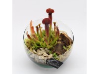 Kürtvirág-válogatás üvegcserépben cserépátmérő kb. 20 cm Sarracenia Kürtvirág-válogatás üvegcserépben cserépátmérő kb. 20 cm Sarracenia
