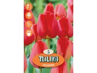 Van Eijk tulipán Van Eijk tulipán