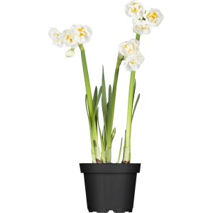 GROW by OBI Bridal Crown nárcisz krémes fehér, telt virágokkal cserépben.