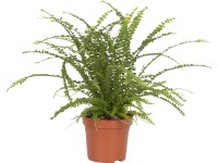 Szobapáfrány Szobapáfrány